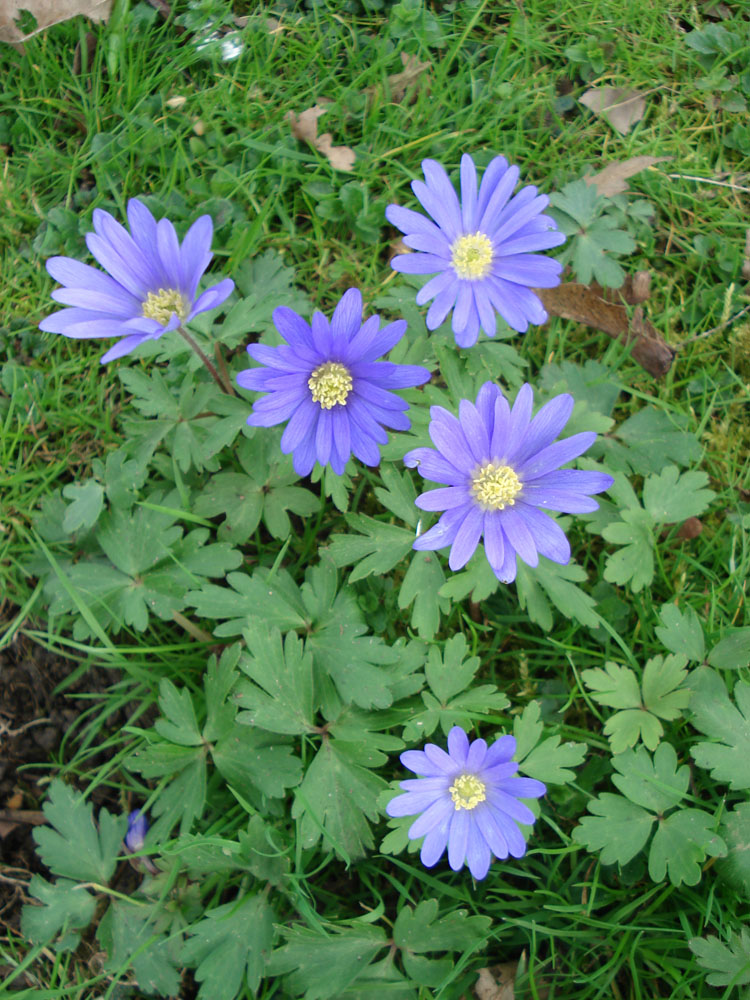 Anemone blanda Mix – Peak Cottage Plants